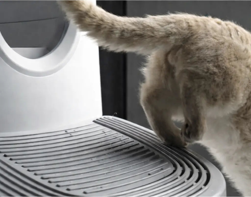 la rampe attrape la litière quand le chat  sort de la litière auto nettoyante